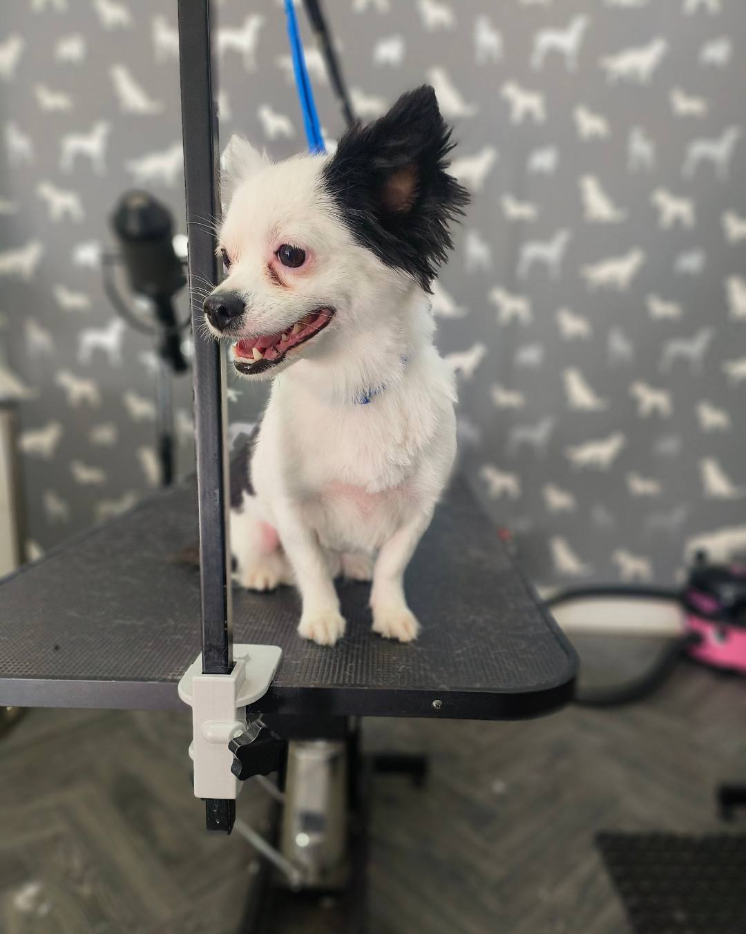 Mobile Dog Groomer Longridge