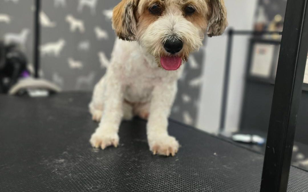 Mobile Dog Groomer Lea