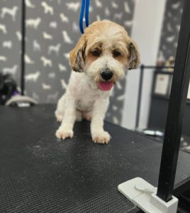 Mobile Dog Groomer Lea