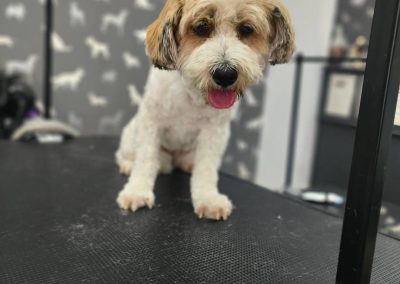 Mobile Dog Groomer Lea