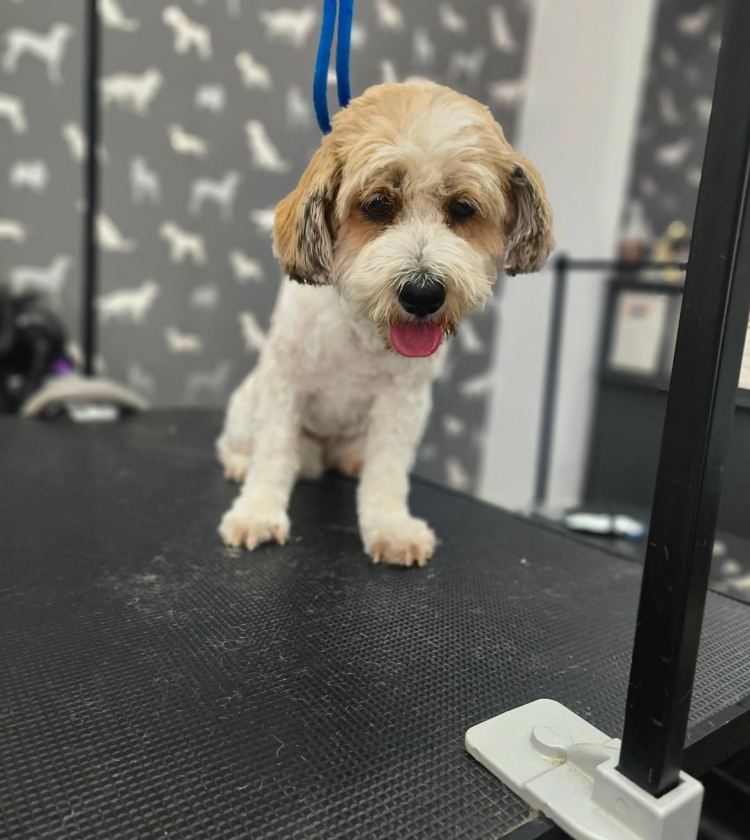 Mobile Dog Groomer Lea