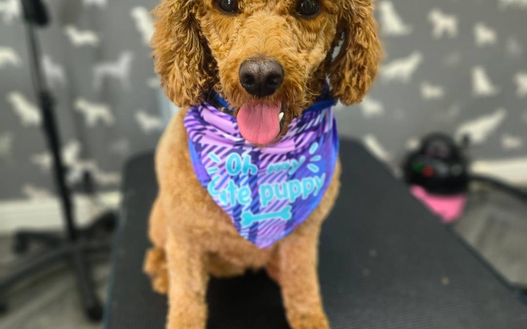 Mobile Dog Groomer Ashton on Ribble