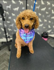 Mobile Dog Groomer Ashton on Ribble