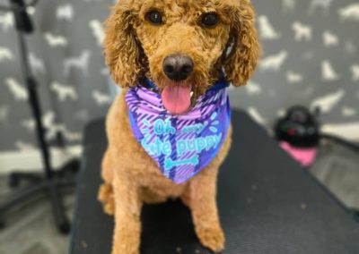 Mobile Dog Groomer Ashton on Ribble