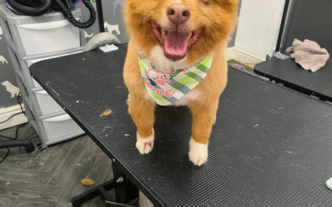 Mobile Dog Groomer Walton le Dale