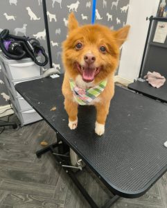 Mobile Dog Groomer Walton le Dale