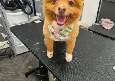 Mobile Dog Groomer Walton le Dale