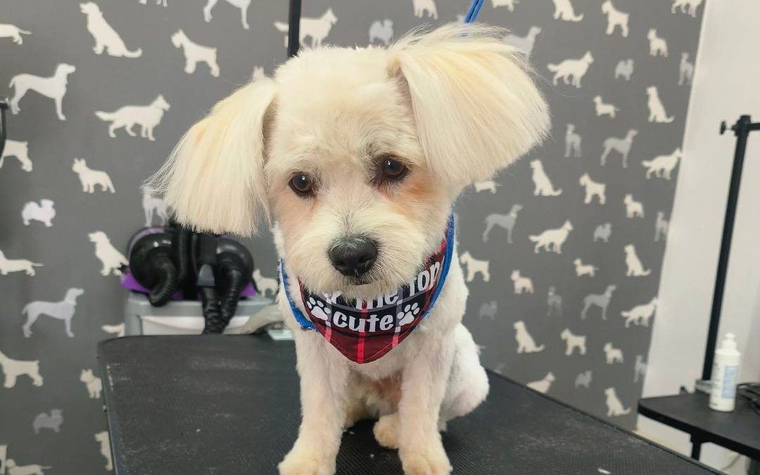 Mobile Dog Groomer Plungington