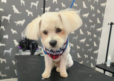 Mobile Dog Groomer Plungington