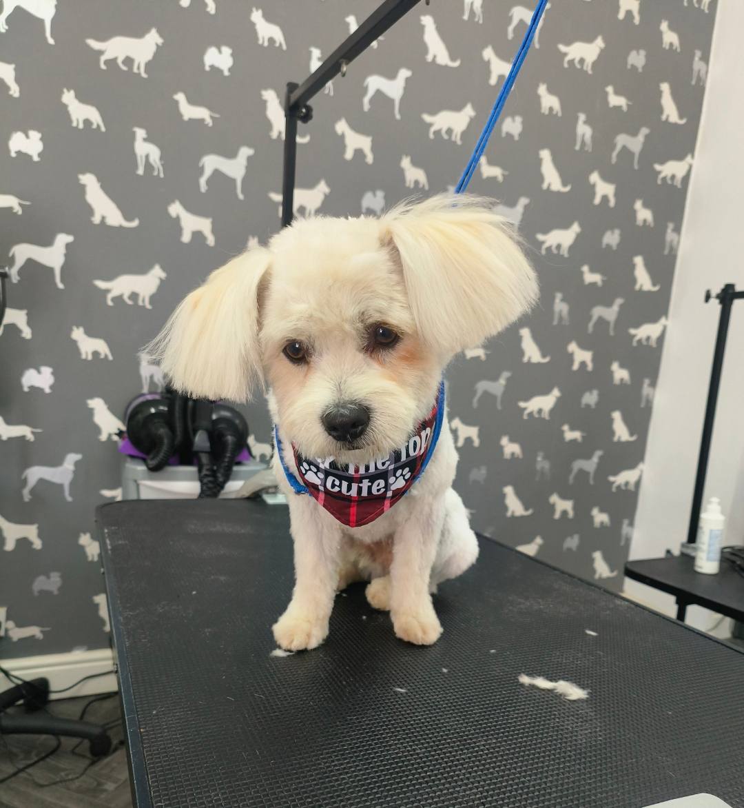 Mobile Dog Groomer Plungington