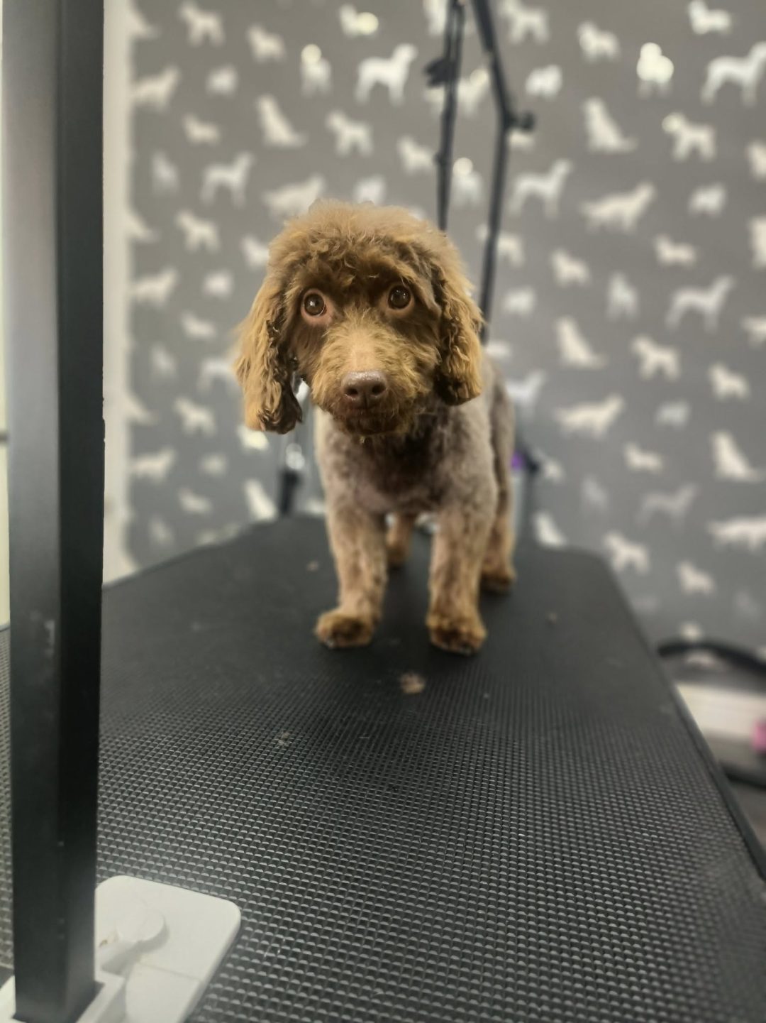 Mobile Dog Groomer Ribbleton