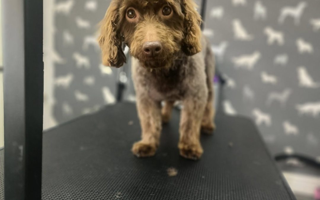 Mobile Dog Groomer Ribbleton