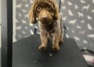 Mobile Dog Groomer Ribbleton