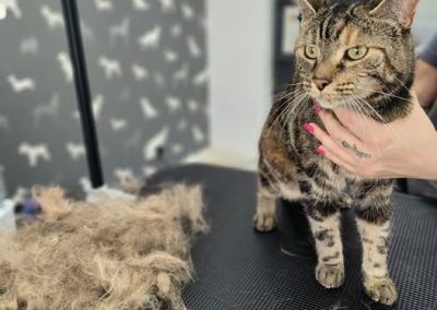 Cat Groomers Fulwood