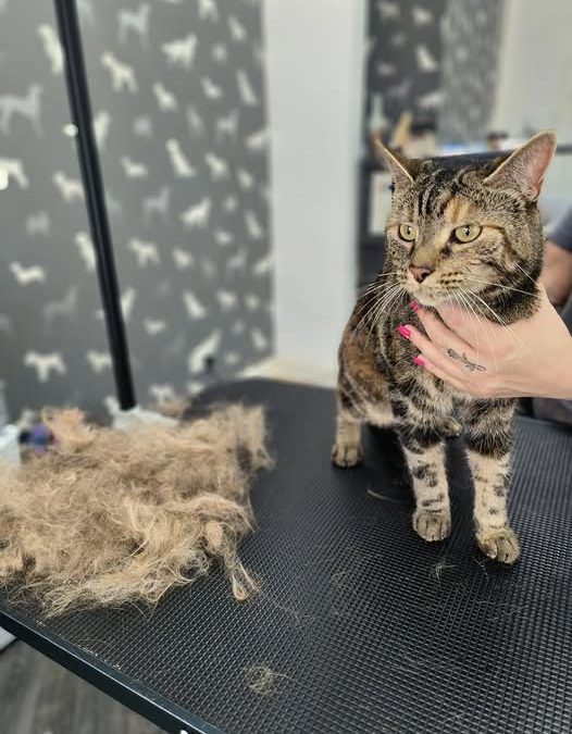 Cat Groomers Fulwood