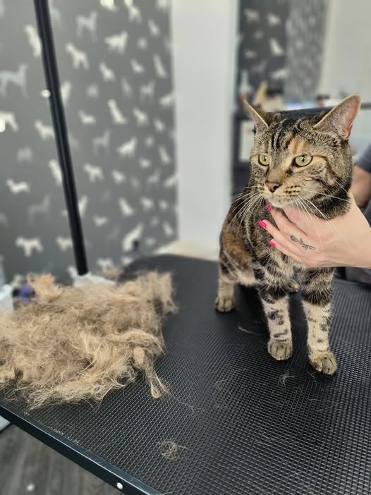 Cat Groomers Fulwood