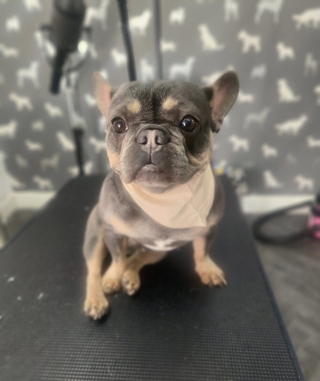 Mobile Dog Groomer Catterall