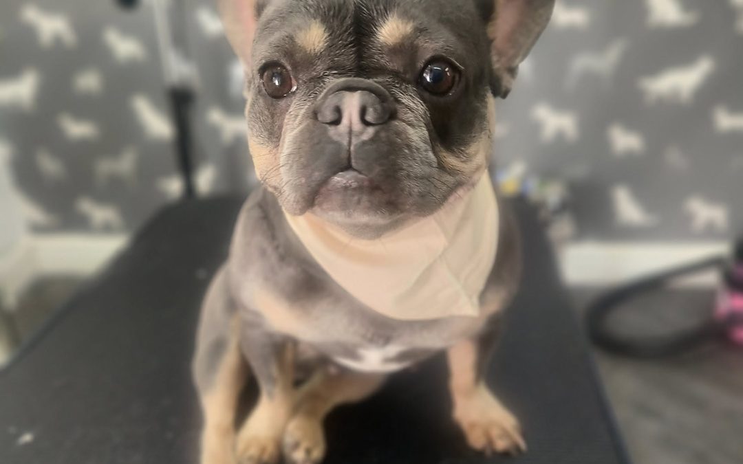 Mobile Dog Groomer Catterall
