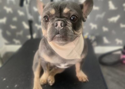 Mobile Dog Groomer Catterall