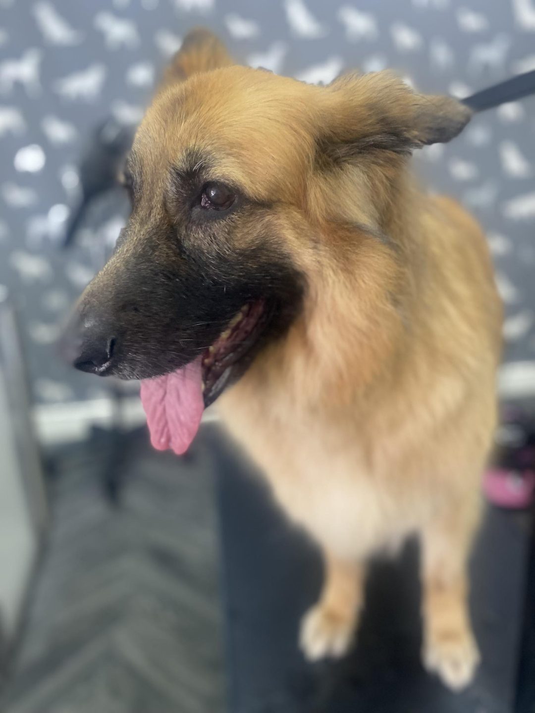 Mobile Dog Groomer Freckleton