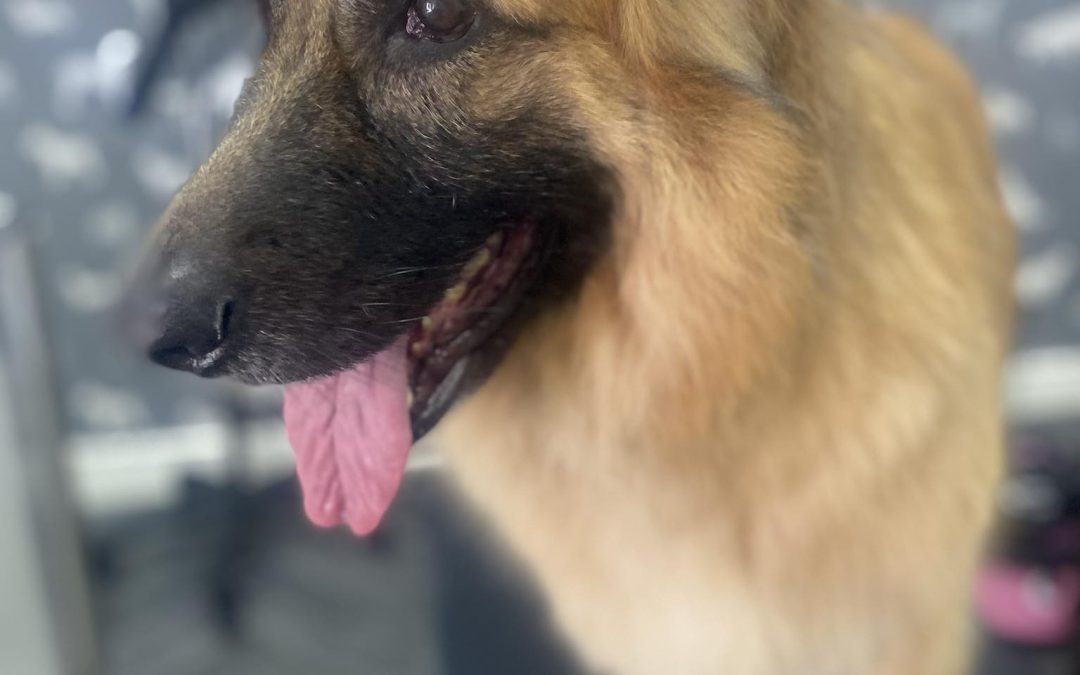 Mobile Dog Groomer Freckleton