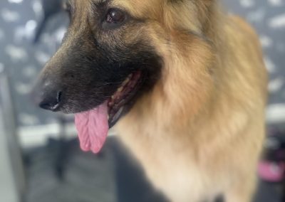 Mobile Dog Groomer Freckleton