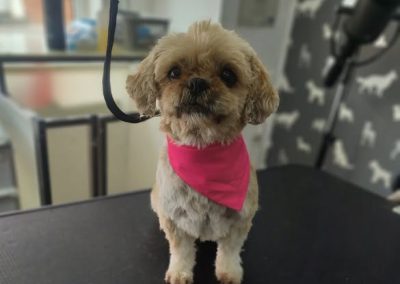 Mobile Dog Groomer Poulton