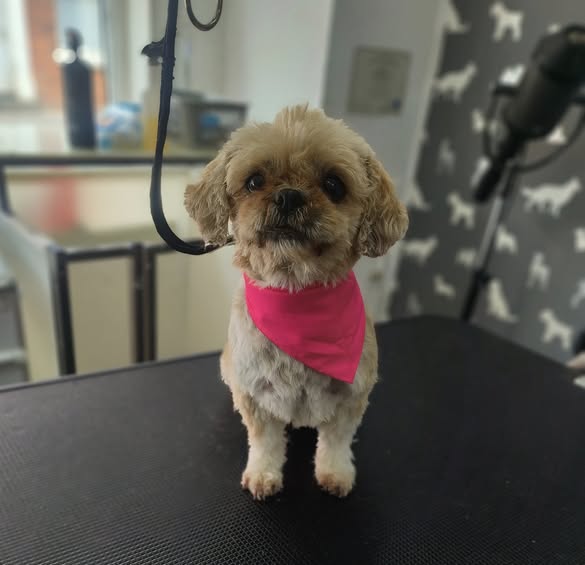 Mobile Dog Groomer Poulton