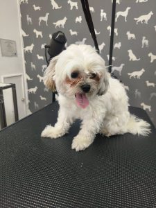 Dog Groomer Blackpool