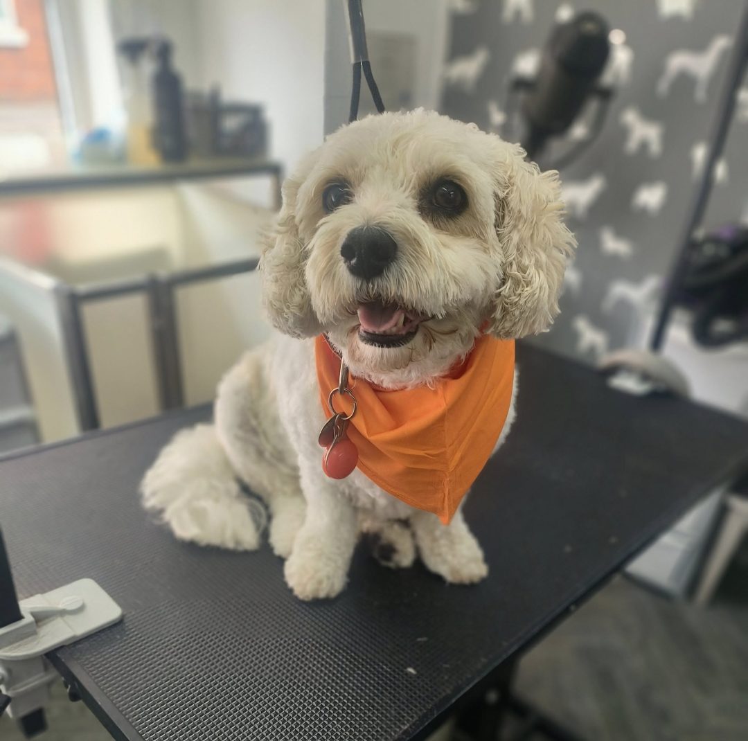 Dog Groom Garstang