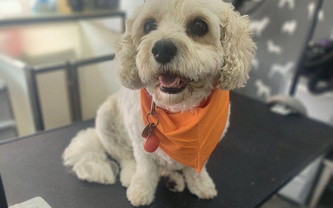 Dog Groom Garstang