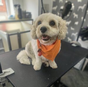 Mobile Dog Groomer Lytham