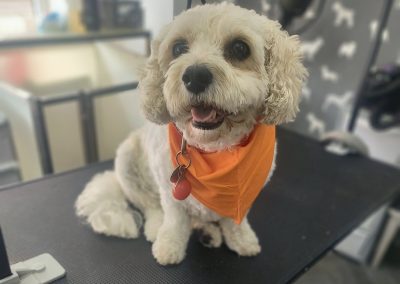 Dog Groom Garstang