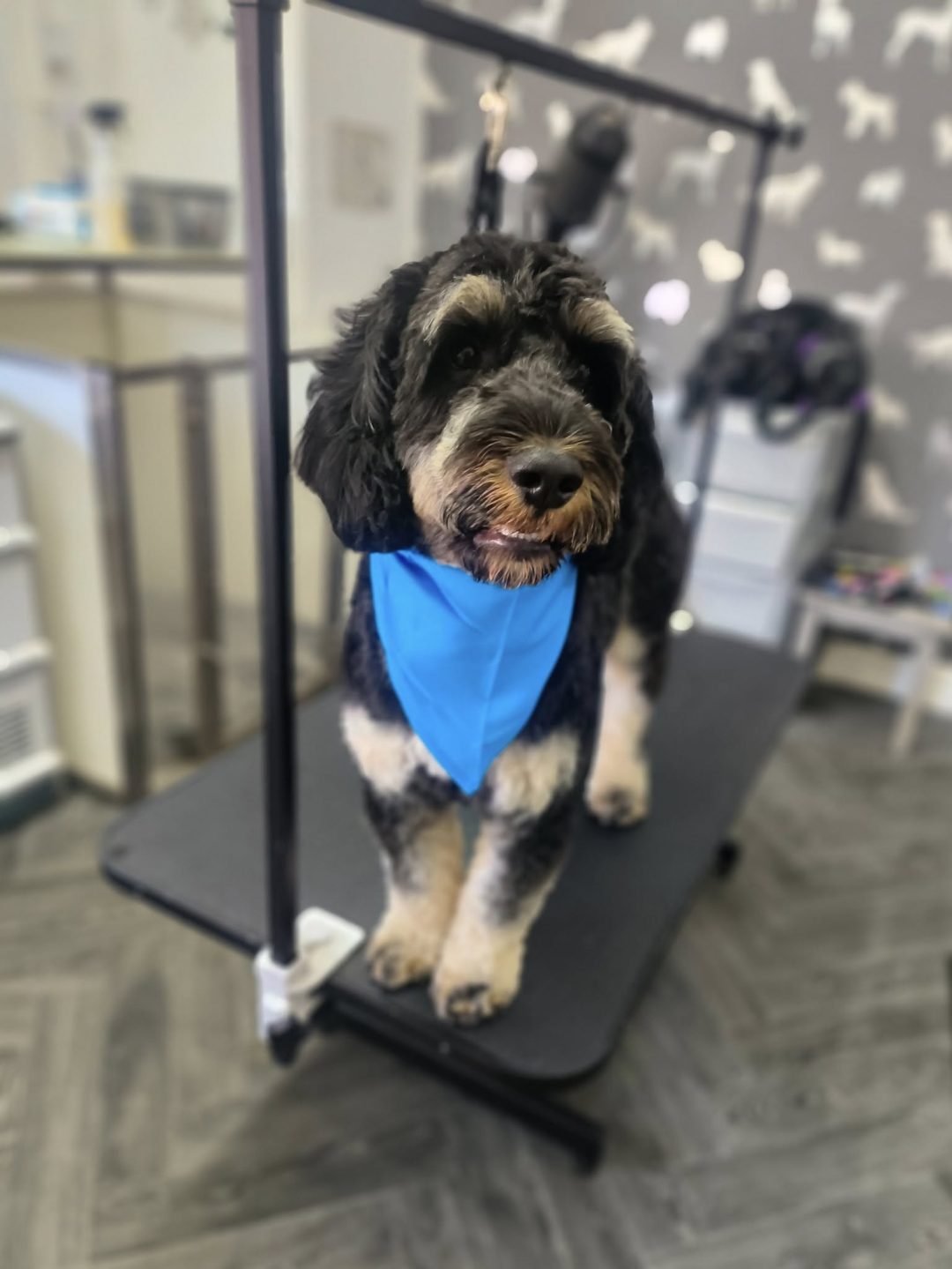 Dog Groom Kirkham