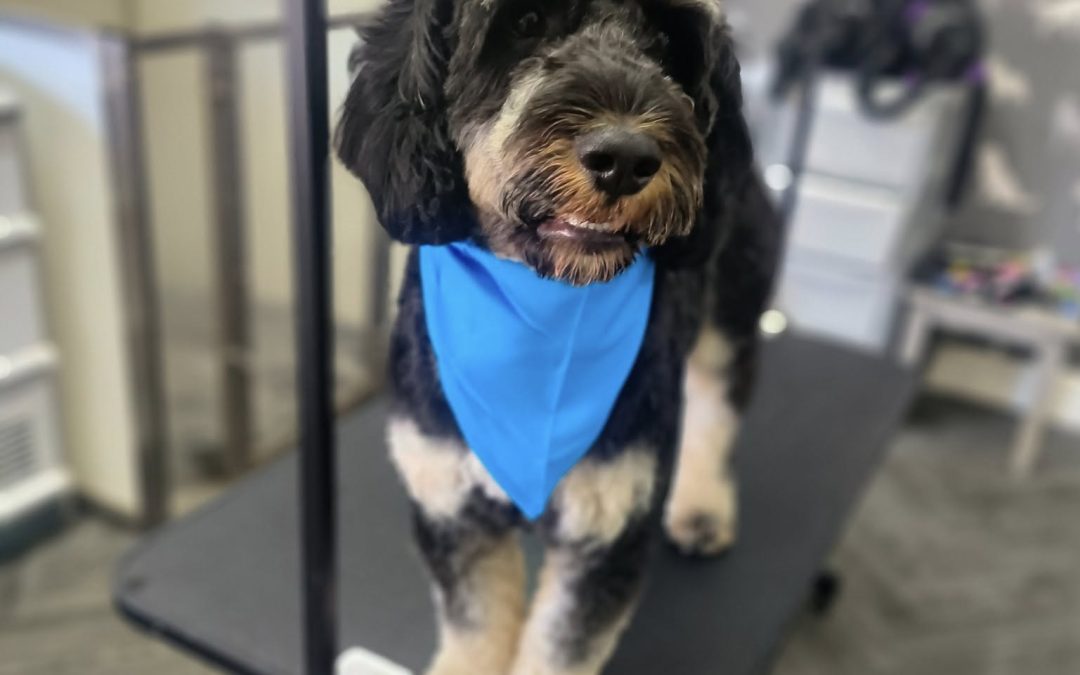 Dog Groom Kirkham