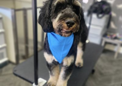 Dog Groom Kirkham