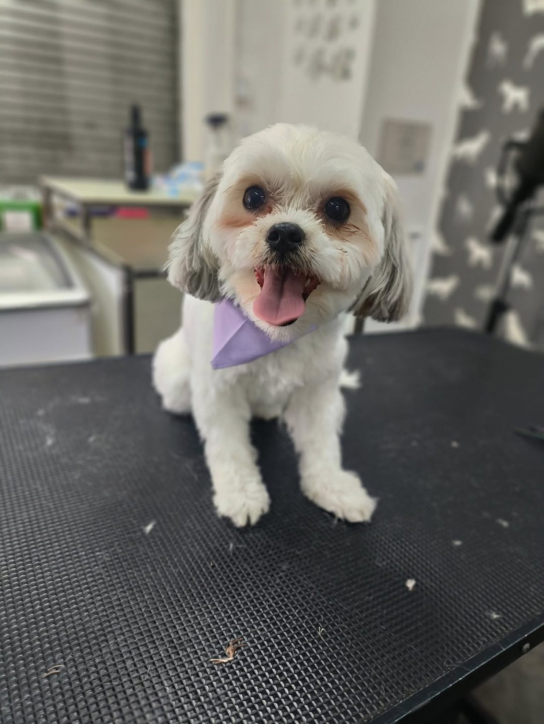 Dog Groom Blackpool