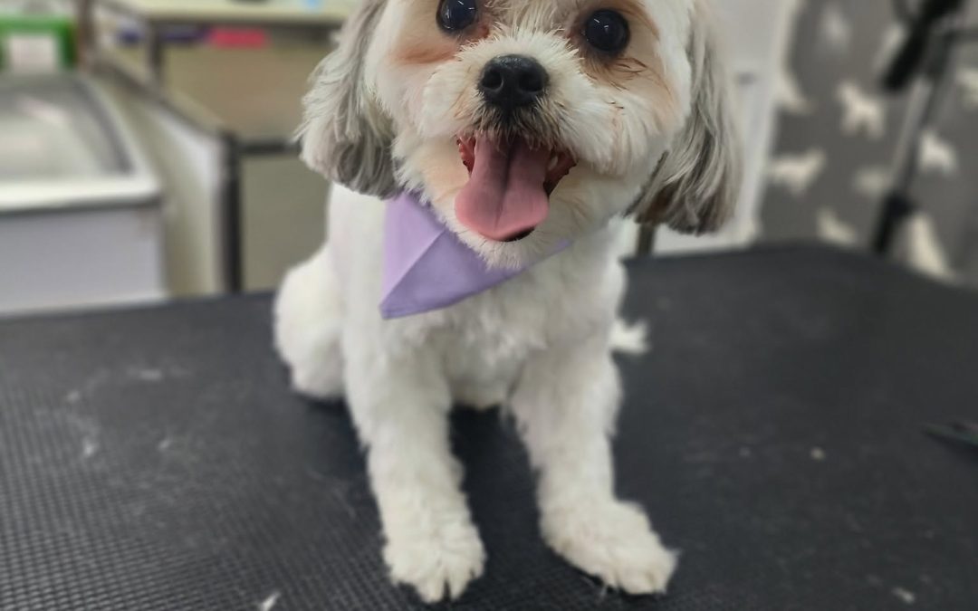 Dog Groom Blackpool