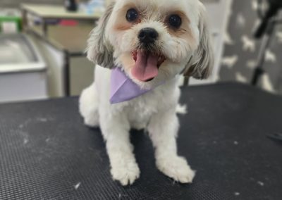 Dog Groom Blackpool