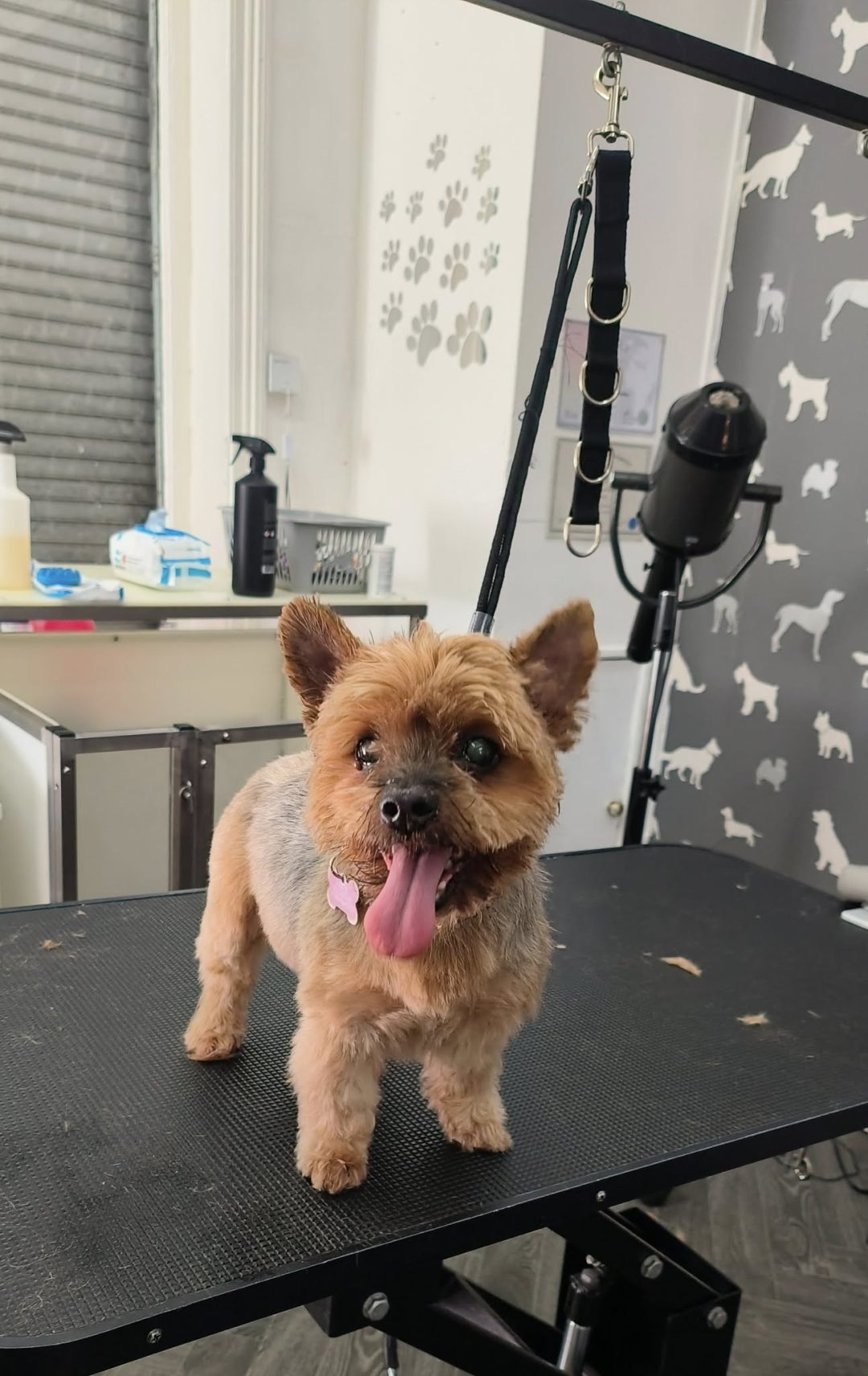 Dog Groom Catterall