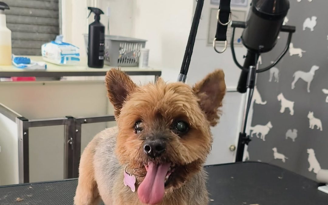 Dog Groom Catterall