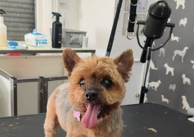 Dog Groom Catterall