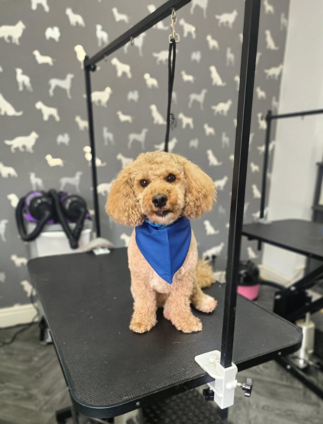 Dog Groom Penwortham