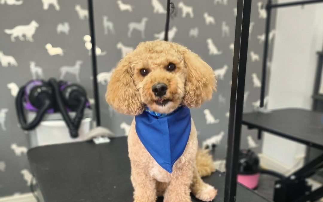 Dog Groom Penwortham