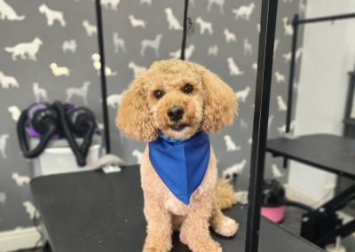 Dog Groom Penwortham
