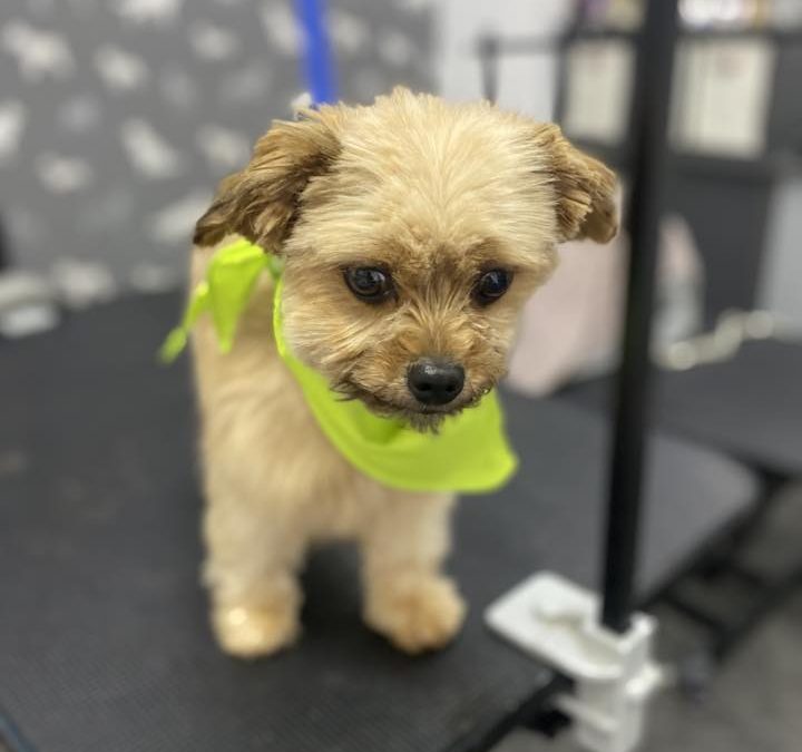 Dog Groom Freckleton