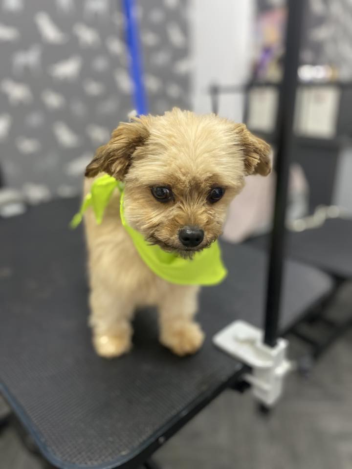 Dog Groom Freckleton