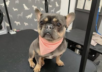 Dog Groom Longridge