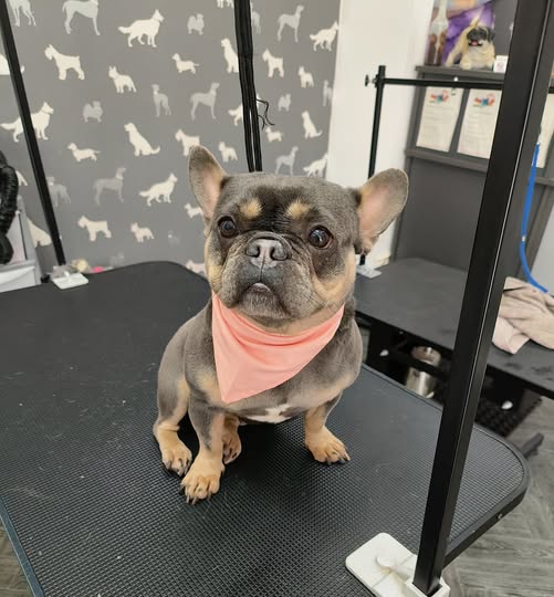 Dog Groom Longridge
