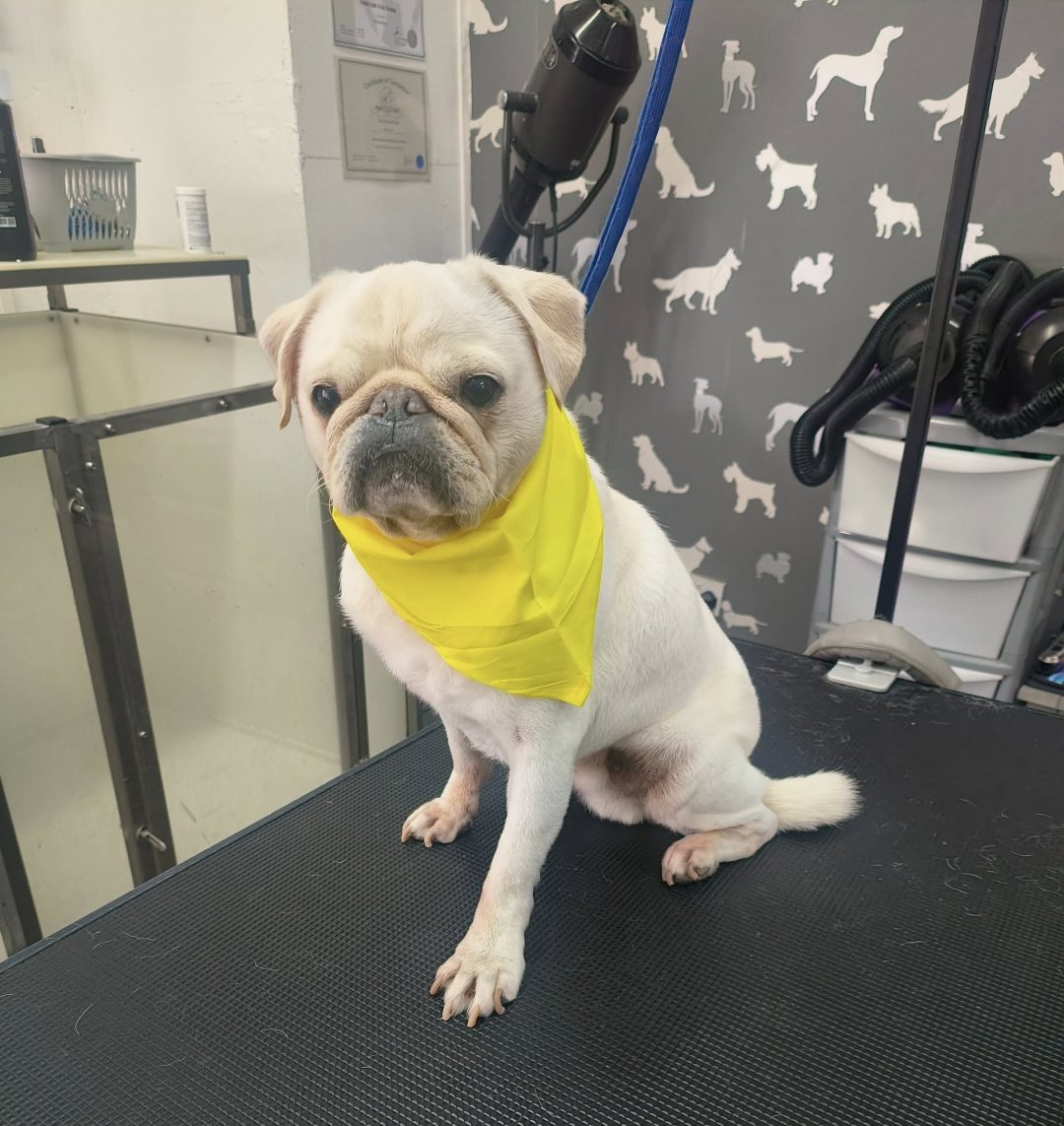 Mobile Groomers Kirkham